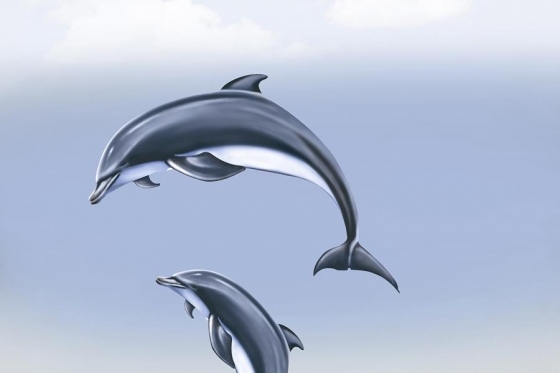 1188_FISH_HLB
