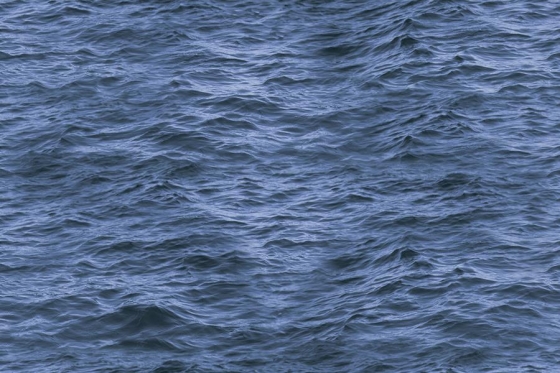 1188_FISH_HLD